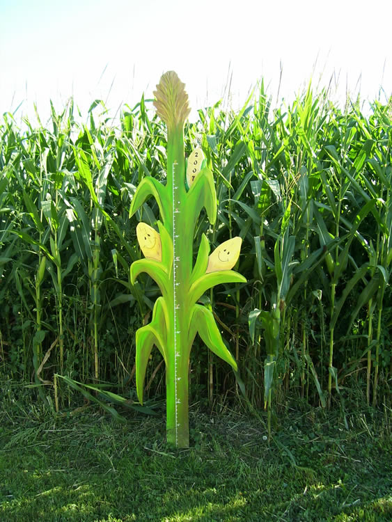 Ohio State Corn Maze