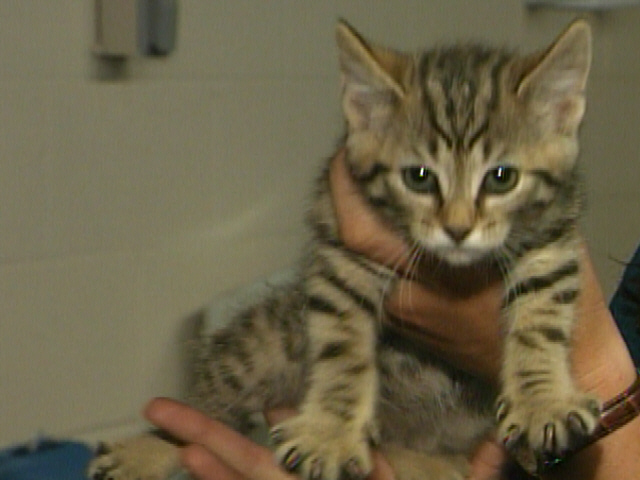 Super Cat Adoption Day