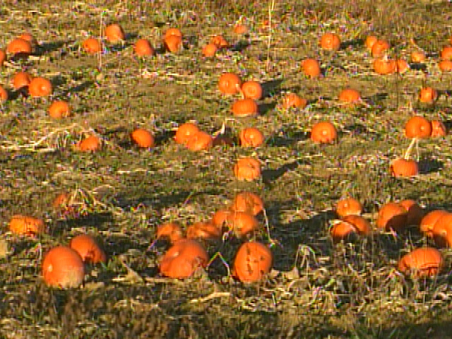 Leftover Pumpkins