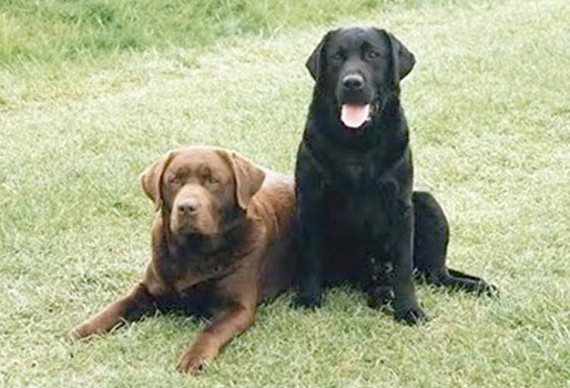 Canine Influenza Virus