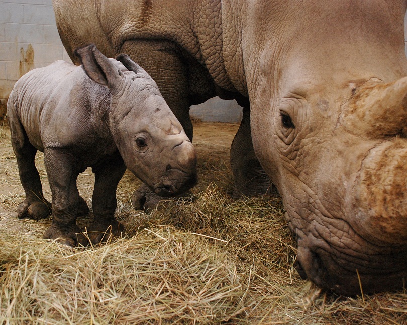 Rhino Born At Wilds