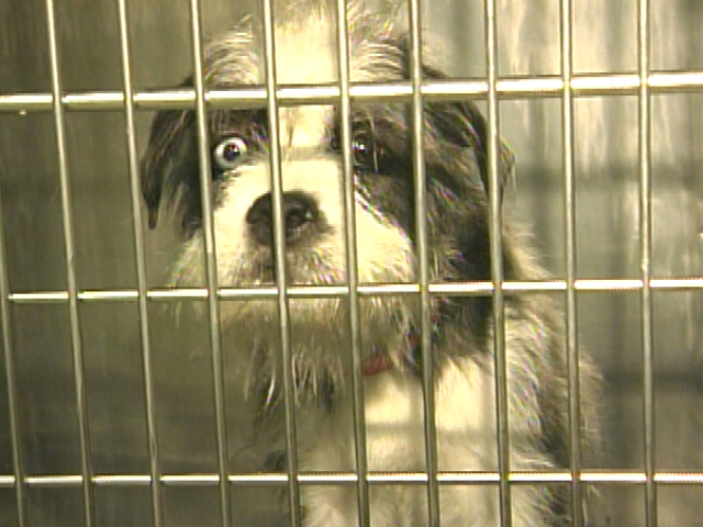 Pets Of The Week