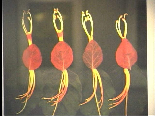New Art At Zanesville Art Museum