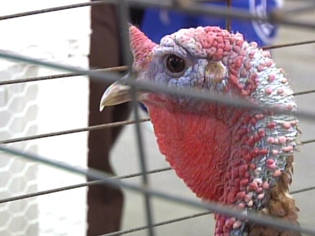 Backyard Chicken Farms
