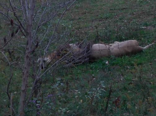 Wild Animals Still On Loose, Possible Sightings In Licking County