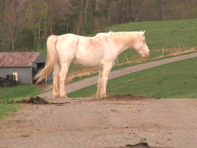 Still Problems With Kopchak Road Farm