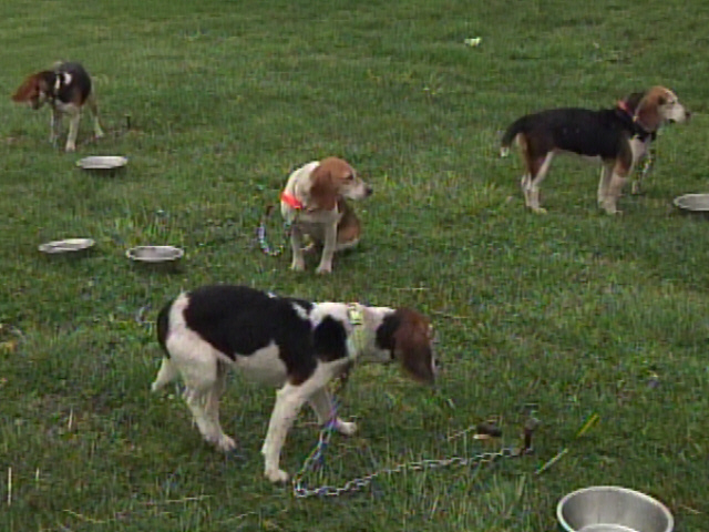 Coshocton Hosts 21st Beagle Nationals