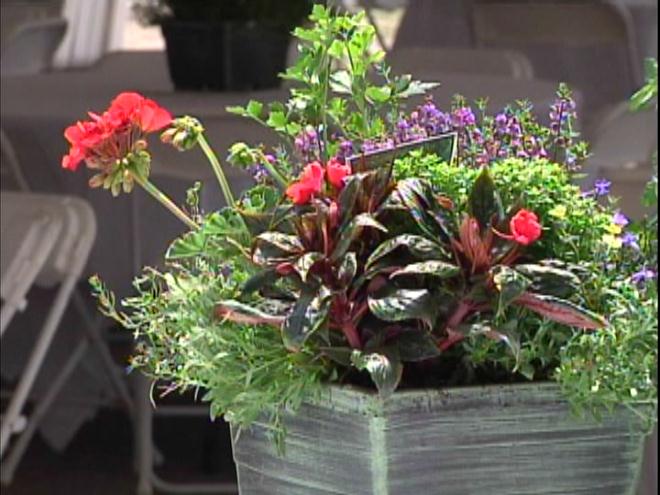 Club Brings Plants And Arts Together