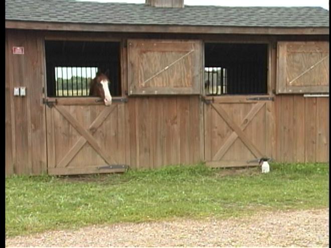 Whinny Horse Rescue Rebuilding