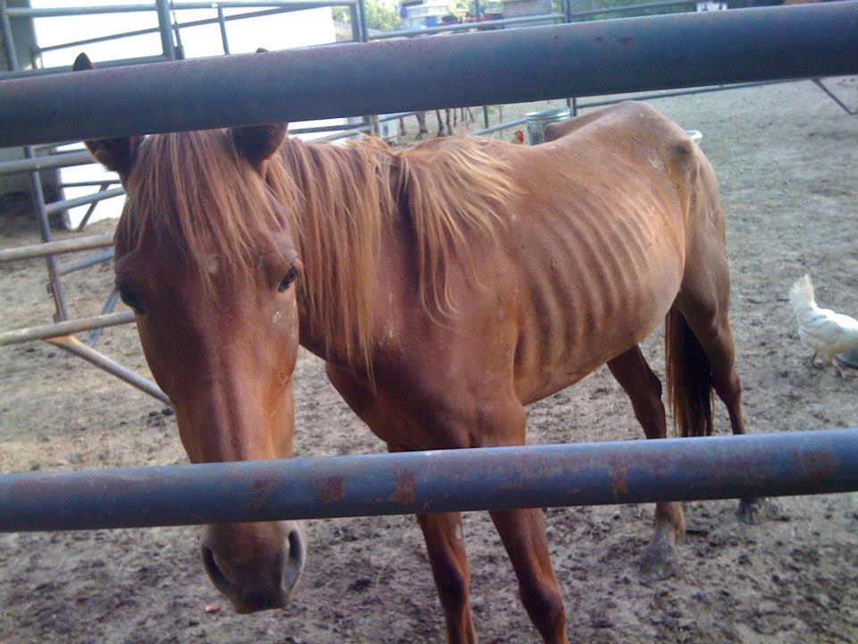 Dying Horses Rescued In Perry County
