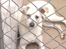 Auction Raises Money For Animal Shelter