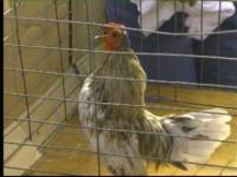 Rooster Crowing Contest Takes Place At Fair