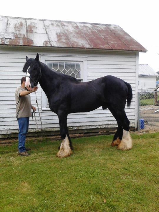 Famous Draft Horse Rescued After Neglect