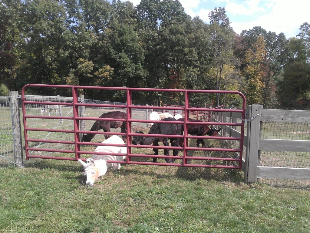 Alpaca Farm Opens Doors To Public