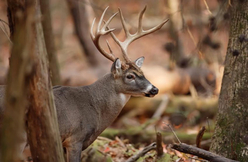 Deer Gun Season Wraps Up