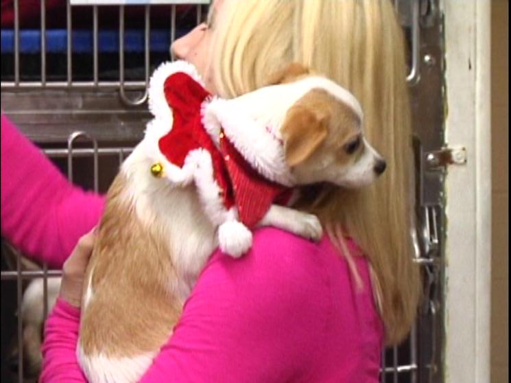 Pets Find Families During Open House