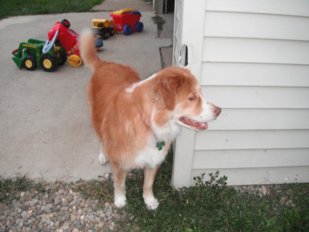 Money Reward For Lost Dog