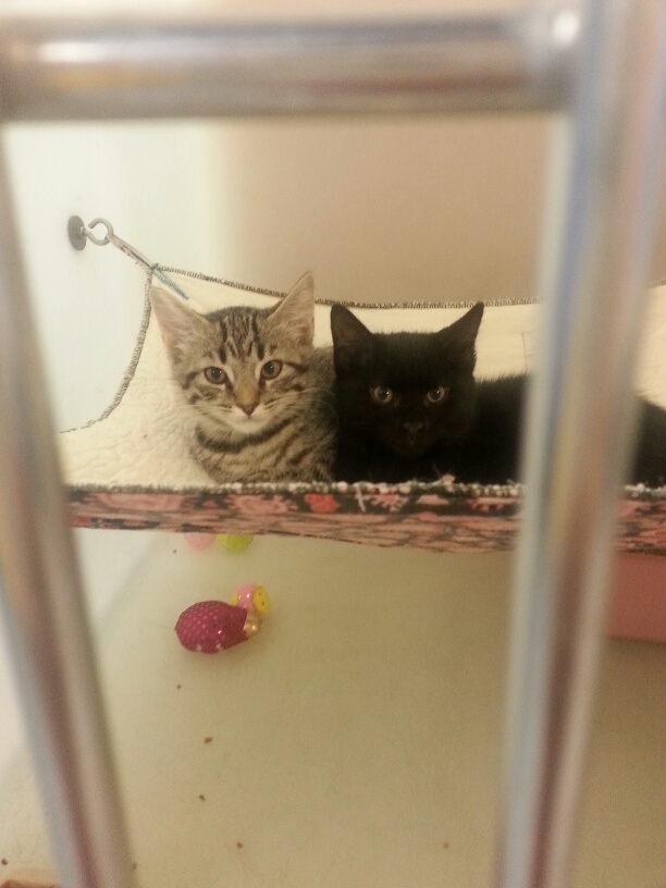 Animal Shelter Family Fun Day
