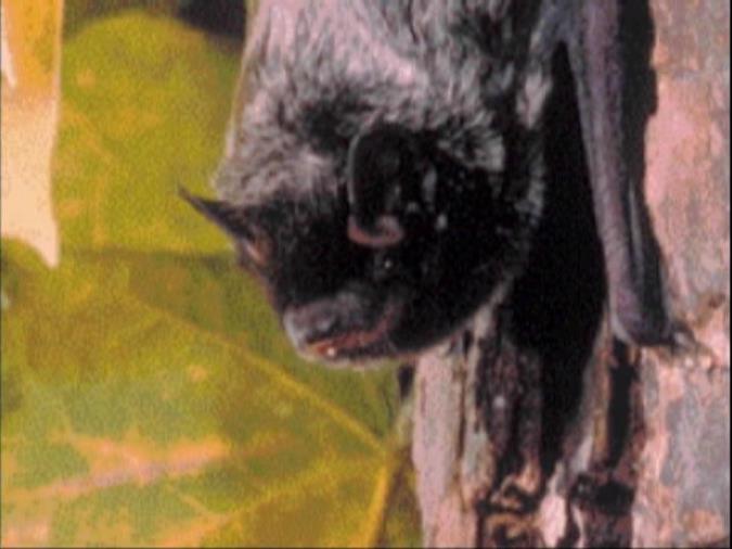 Dangers Of Rabies