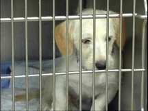 Animal Shelter Special Events