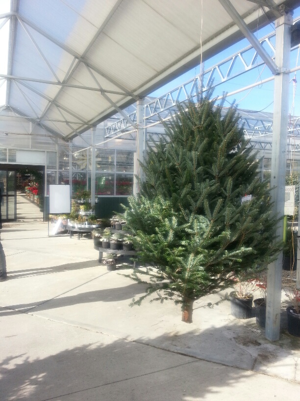 Christmas Tree Picking Advice