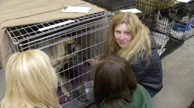 Charges Possible In Minivan Full Of Dogs