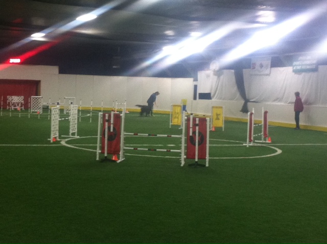 Akc Dog Show Comes To Zanesville, Brings Boom For Local Economy