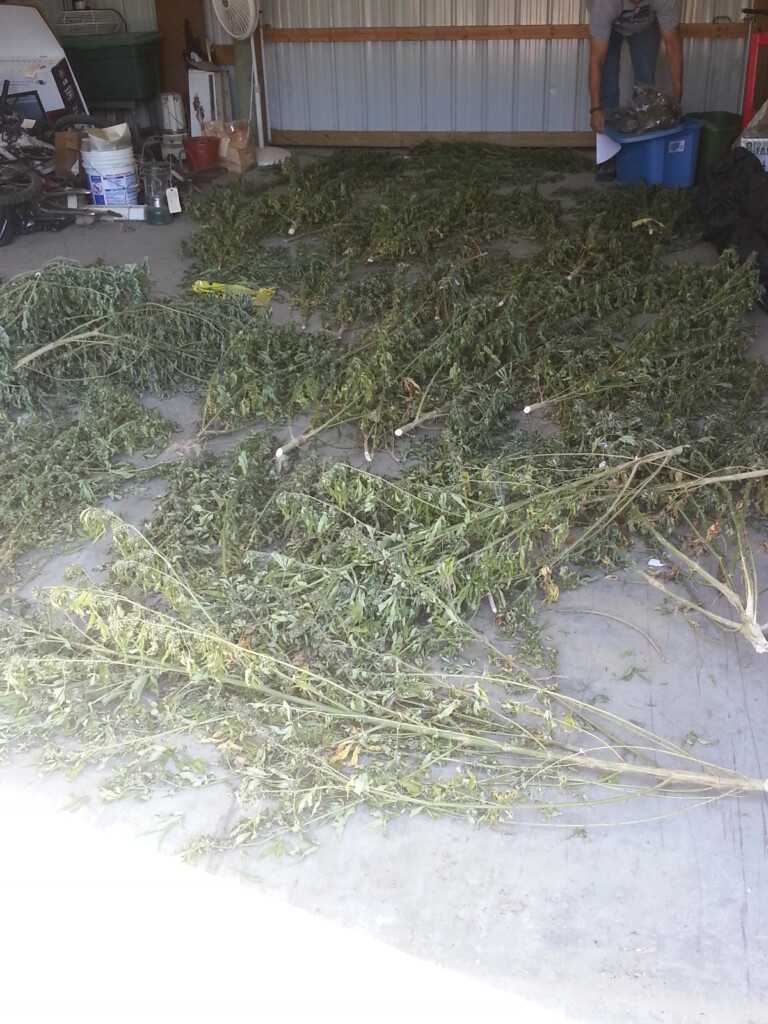 Bci&i Performs Annual Marijuana Eradication
