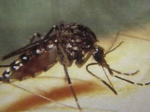 Protecting Yourself From Mosquitoes & West Nile Virus