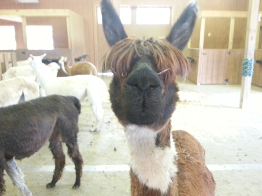 National Alpaca Farm Days