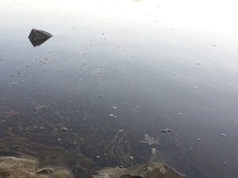 Muskingum River Sheen Harmless