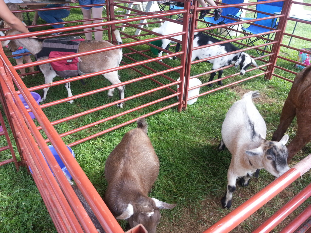 A Very Goat Filled Day At The Muskingum County Fairgrounds