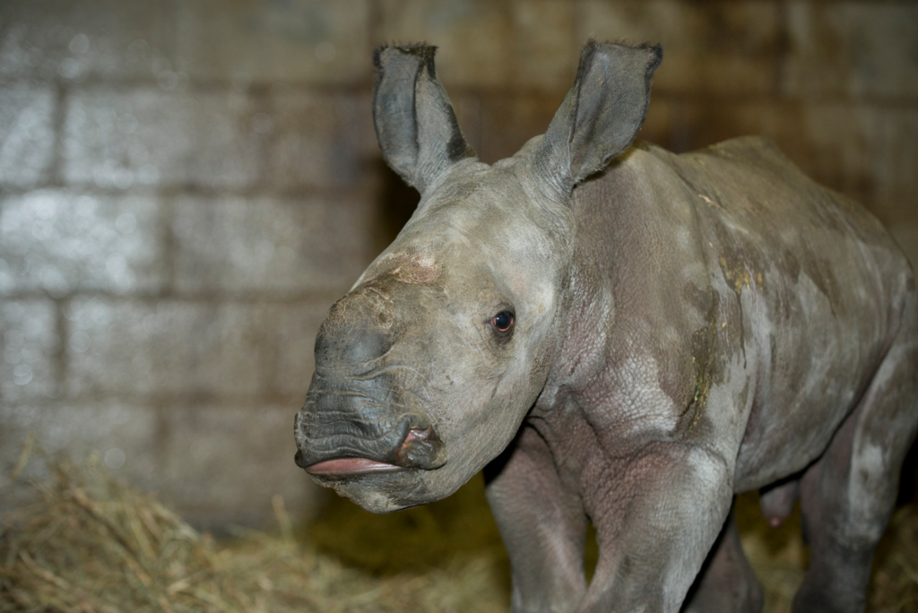 Rhino Born At Wilds