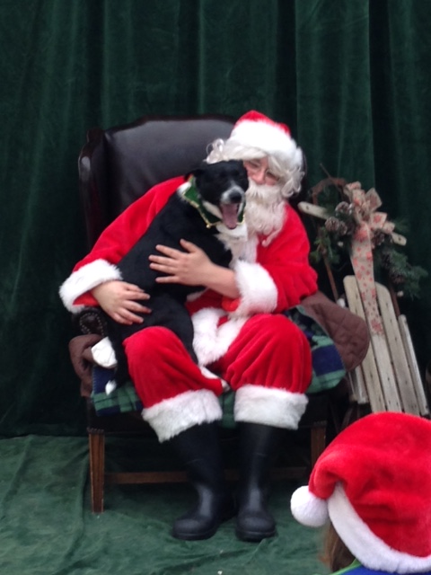 Santa Paws For Angel Paws