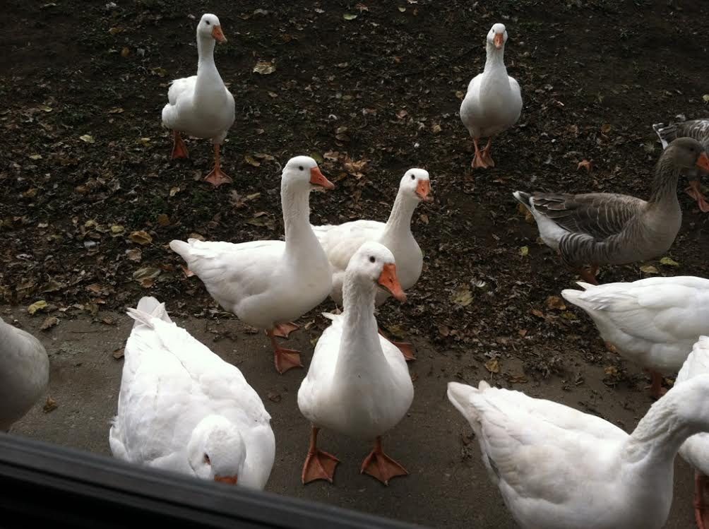 City Relocates 109 Geese From Putnam Landing Park