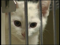Virus Kills 25 Cats At Shelter