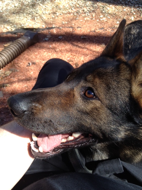 Donations Needed For K 9 Unit
