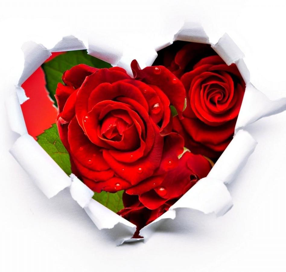 Carol Ann (snyder) Watson (december 14, 1945 May 12, 2015)