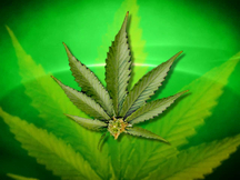 Marijuana