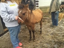 Babyhorse