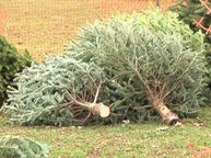 Xmas Tree Disposal