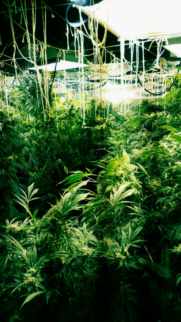 Marijuana Growing Suspect Sought In Guernsey County