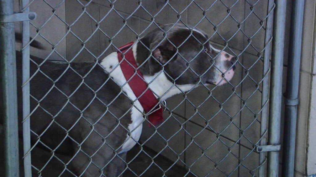 Dog Pound Holds Its 1st Open House