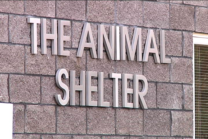 Pet Of The Week In Need Of A Forever Home