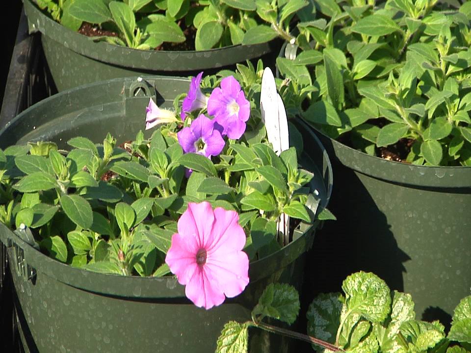 Muskingum Valley Garden Society Is Planting All Around The City