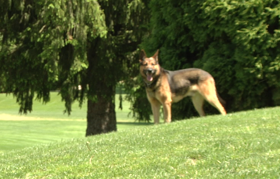Green Valley To Host Golf Scramble For K 9 Unit.