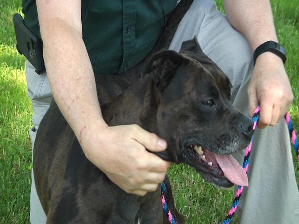 Meet Gizmo, This Week's Pet Of The Week