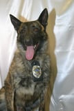 Special Tribute For Recently Deceased Zanesville Police K 9 Paco