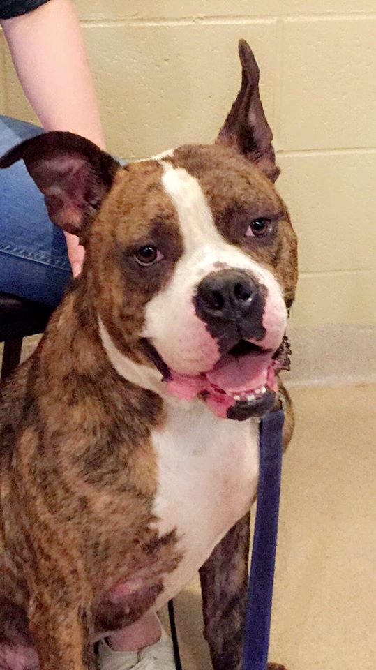 Animal Shelter To Raise Money For Dog In Need Of Medical Assistance