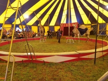 Circus Dk